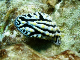 88  Scrambled Egg Nudebranch IMG 2622